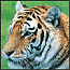 38tiger's Avatar